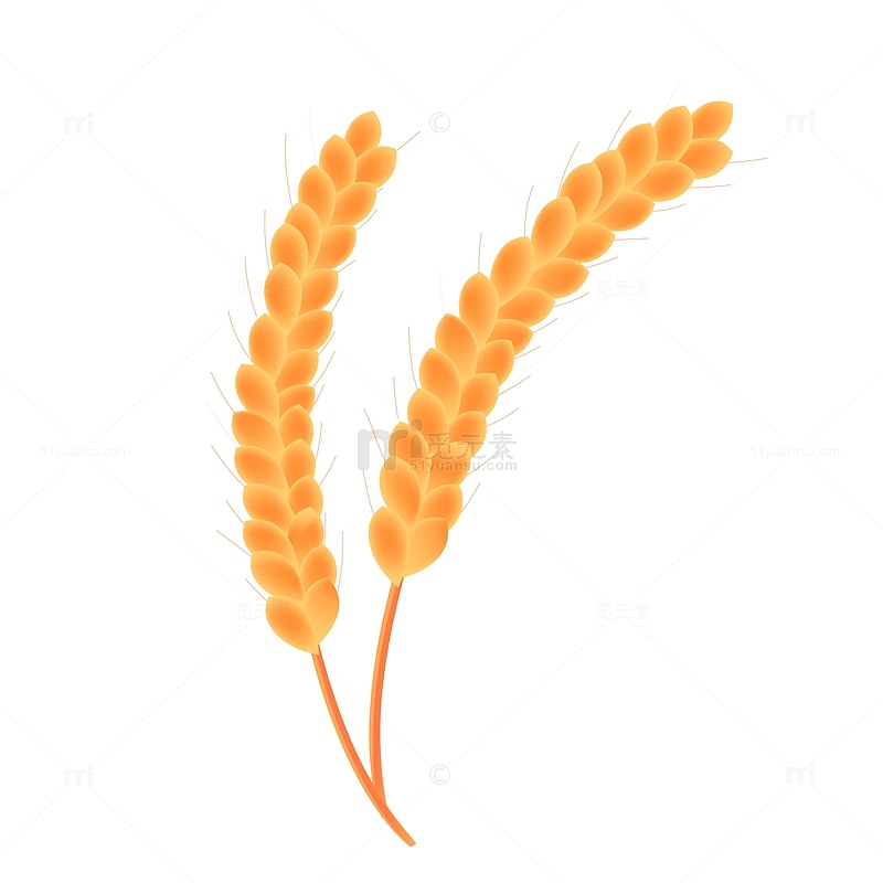 立秋小清新小麦麦穗植物简约矢量图