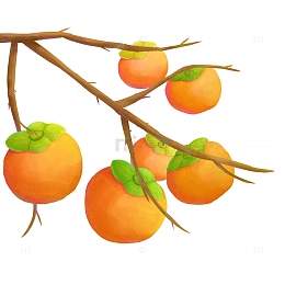 手绘立秋柿子插画元素