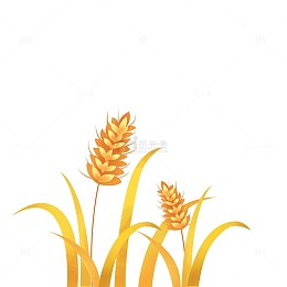 黄色立秋麦子水稻成熟卡通手绘素材