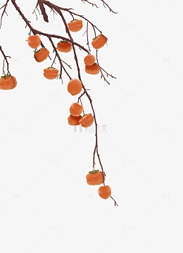 立秋秋分霜降寒露手绘柿子柿树