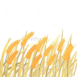 立秋麦子成熟