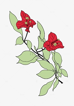 红色三角梅平涂手绘图