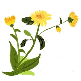 立秋赏菊菊花秋天植物手绘水墨