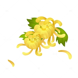 黄色立秋中秋菊花赏菊花卉素材