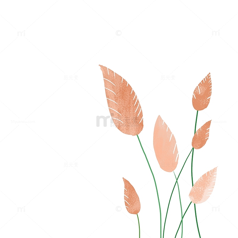 粉色芦苇芦苇丛立秋手绘图