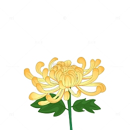 黄色国潮菊花立秋手绘矢量插画