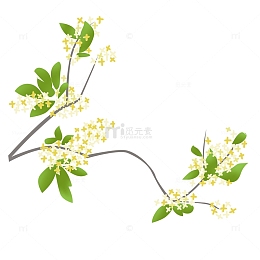 中秋节桂花树