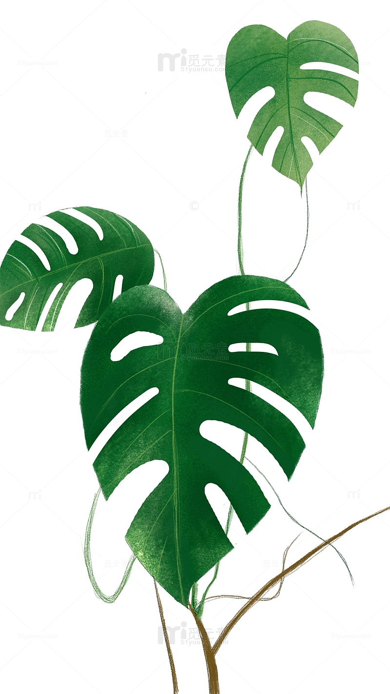 绿色树叶手绘龟背竹清新室内植物