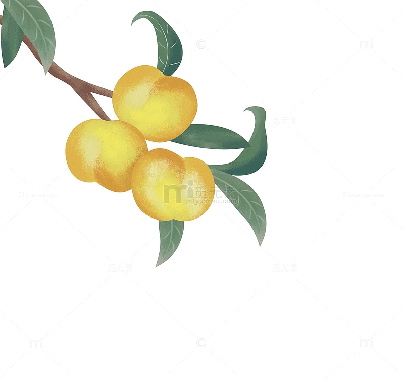 黄色立秋黄杏枝叶水果植物