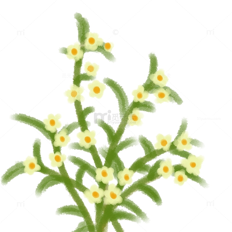 水彩风白色小野菊植物手绘