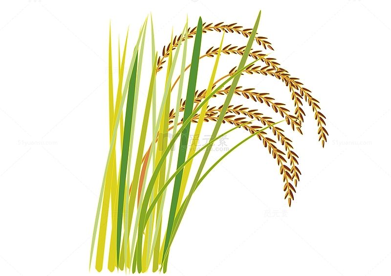 立秋高粱水稻植物手绘