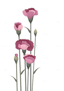 教师节康乃馨手绘