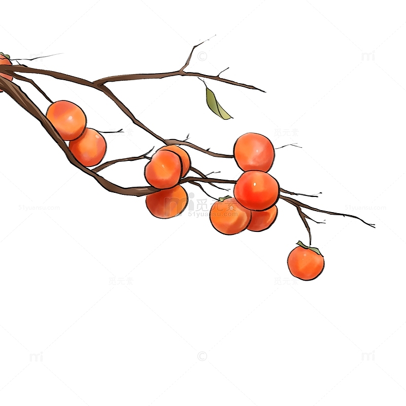 橘红色水彩风一束立秋柿子