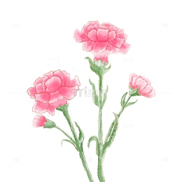 手绘水彩小清新送妈妈老师康乃馨素材