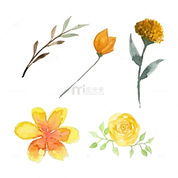 花花水彩花玫瑰花菊花花瓣