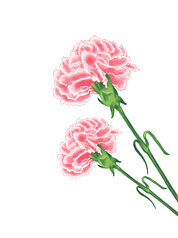 手绘教师节康乃馨插画教师节元素