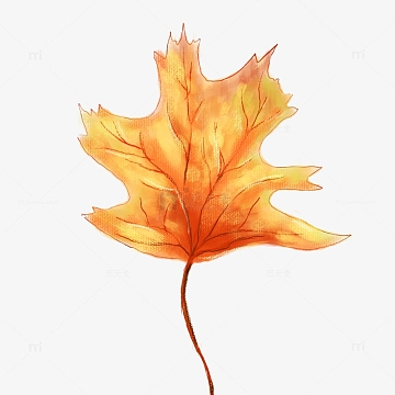 红色立秋秋天枫叶落叶植物装饰手绘中国风