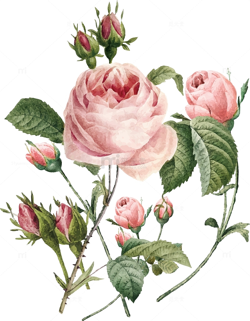 粉色手绘玫瑰花元素