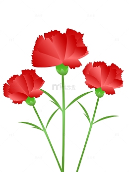 节日鲜花康乃馨教师节母亲节妇女节