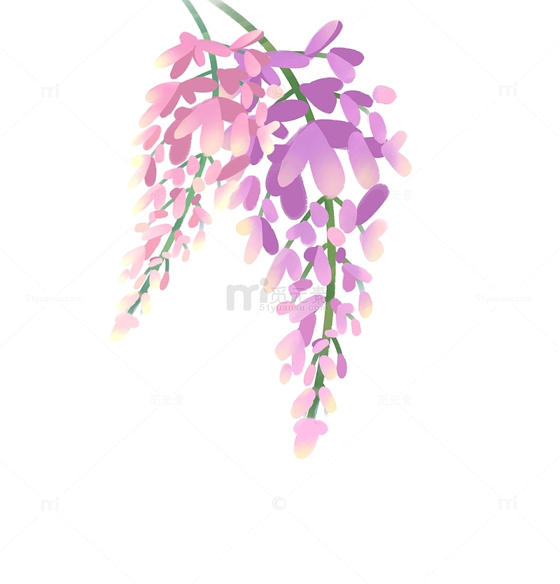 紫红色小清新紫藤花手绘图