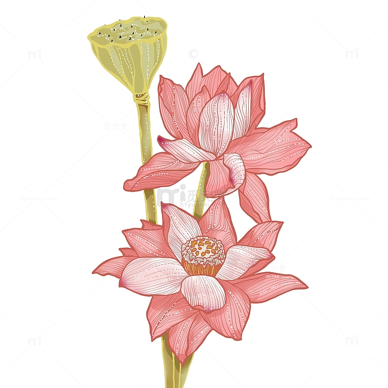 粉色国潮花卉荷花中元节手绘图