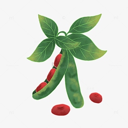 红豆插画手绘豆