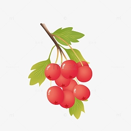 写实山楂矢量图