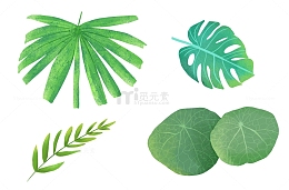 手绘绿叶热带阔叶装饰插画