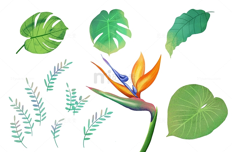 手绘热带植物天堂鸟绿叶