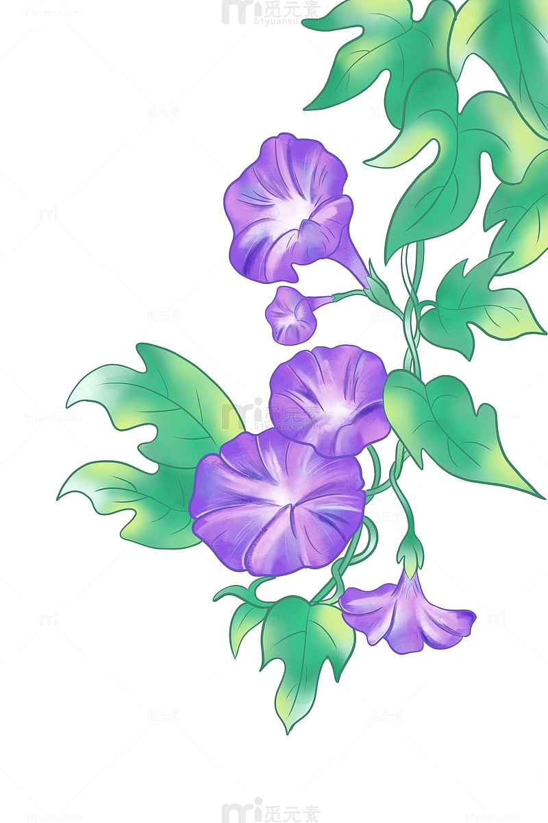清新紫色牵牛花绿叶植物手绘