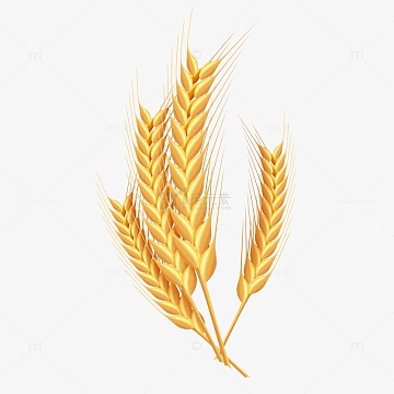 金黄色手绘写实黄金大麦小麦稻穗