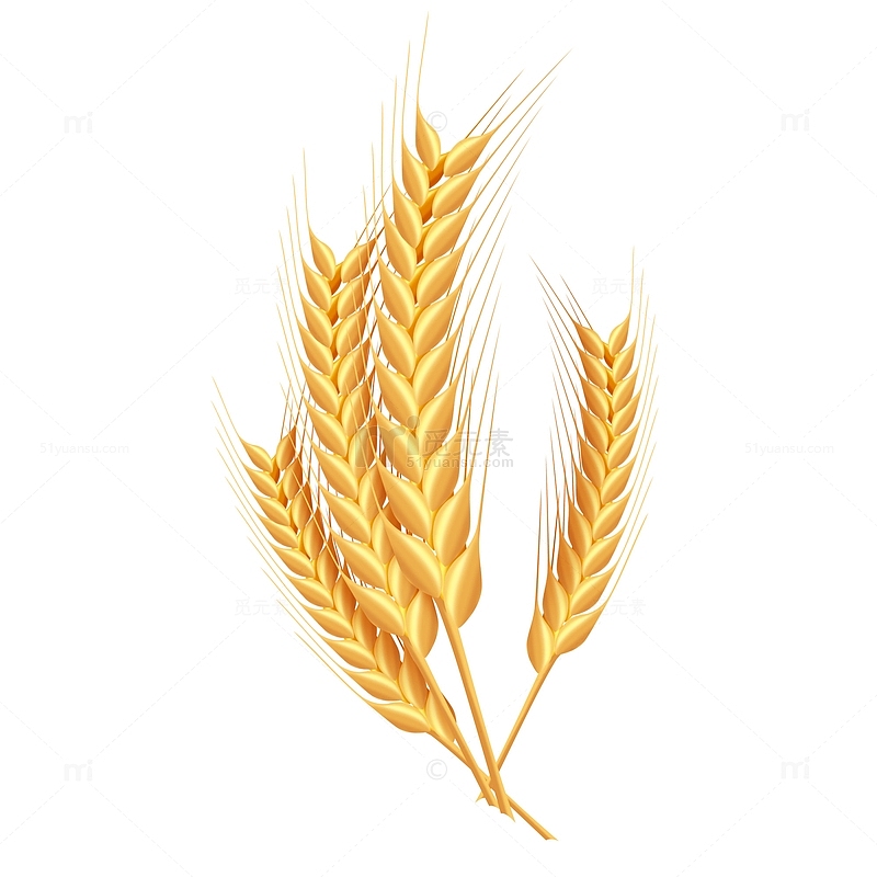 金黄色手绘写实黄金大麦小麦稻穗