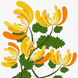 卡通菊花秋菊秋季植物