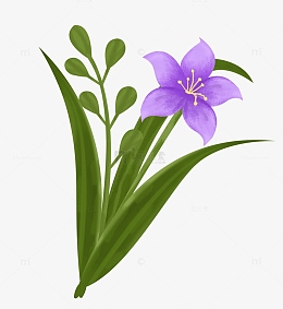 清新兰花素材_清新兰花png图片下载_觅元素