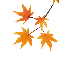 秋天风景红枫叶秋季树枝叶子