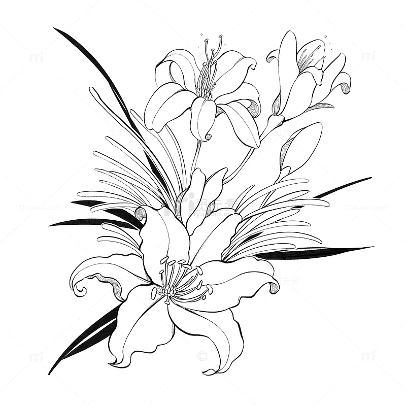 黑白中国风百合植物花草工笔画装饰