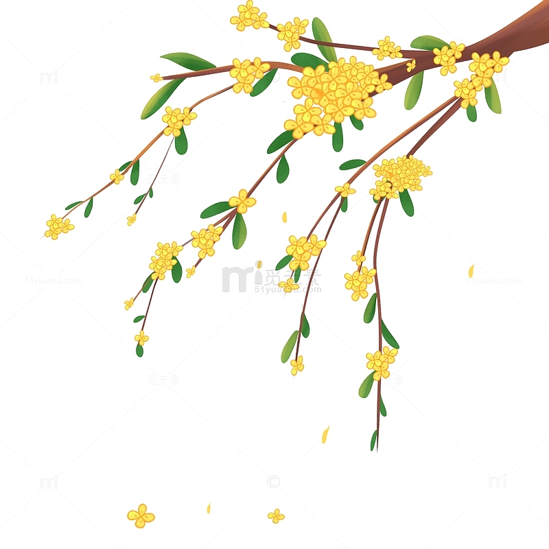 中秋节精致下垂的桂花树枝