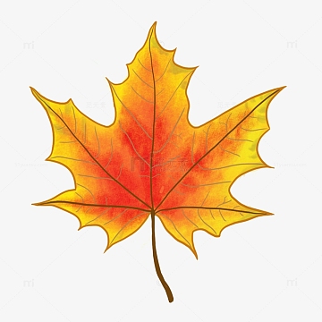 橘黄色手绘秋日枫叶中秋精品素材植物元素