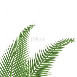 叶子绿叶针叶椰子树叶热带叶子