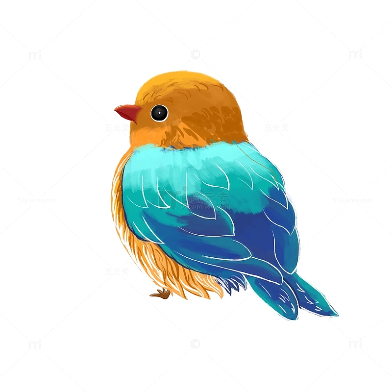 孔雀蓝可爱小鸟毛茸茸手绘图