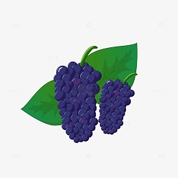 紫色矢量桑葚水果手绘矢量插画