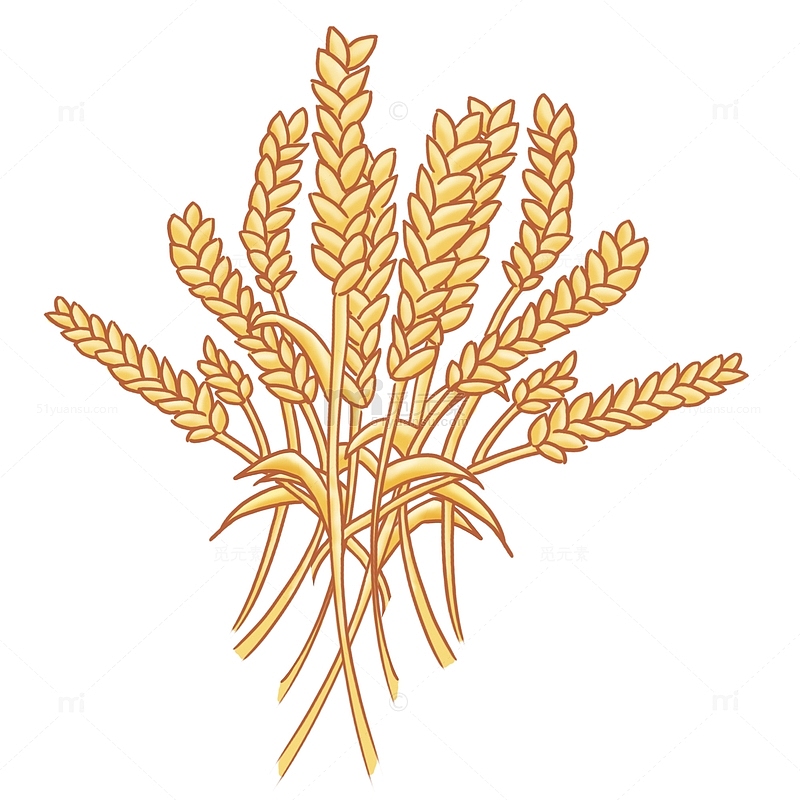 丰收秋天立秋金黄小麦稻穗麦穗元素花束手绘