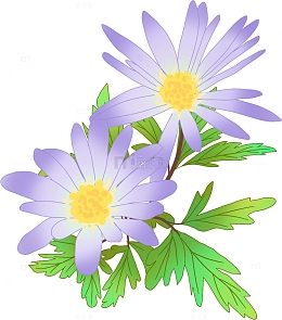 绿色紫色花草植物花卉菊花手绘