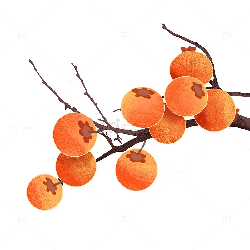 秋季橙色手绘柿子果实成熟素材