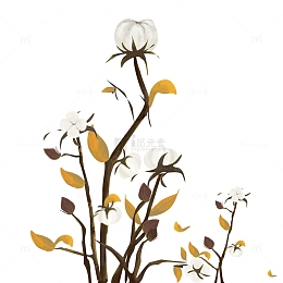 白露秋收秋分黄白色棉花手绘矢量图