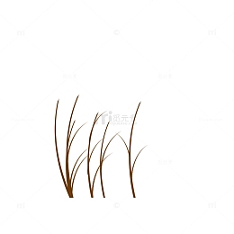 芦苇深秋秋季白露节气花边装饰植物