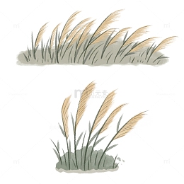 清新芦苇水彩白露植物手绘