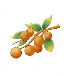 简约手绘白露节气水果龙眼元素