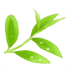 白露二十四节气手绘露珠绿叶