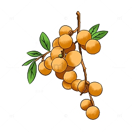 清新简约龙眼白露节气水果手绘